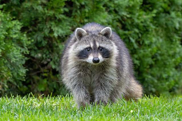 A raccoon stands on green grass with lush foliage in the background.