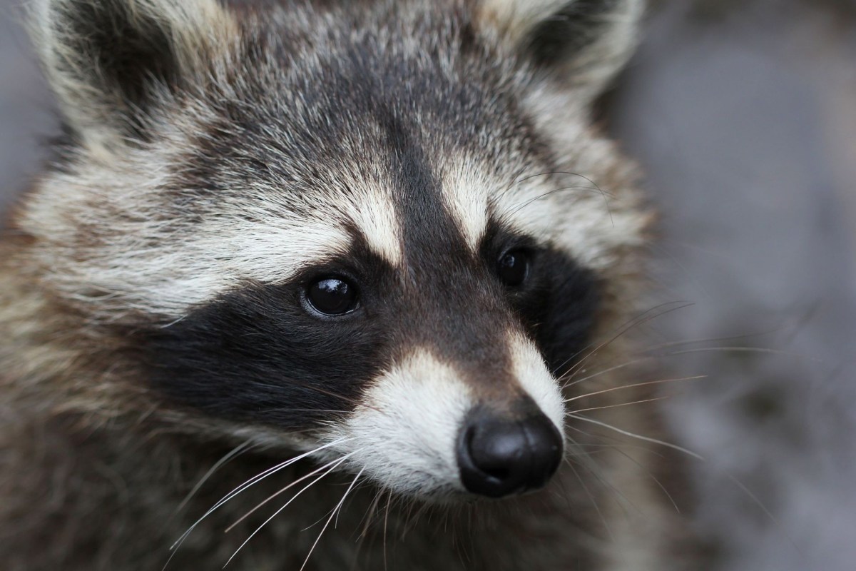 A raccoon with distinct facial markings and a dark snout.