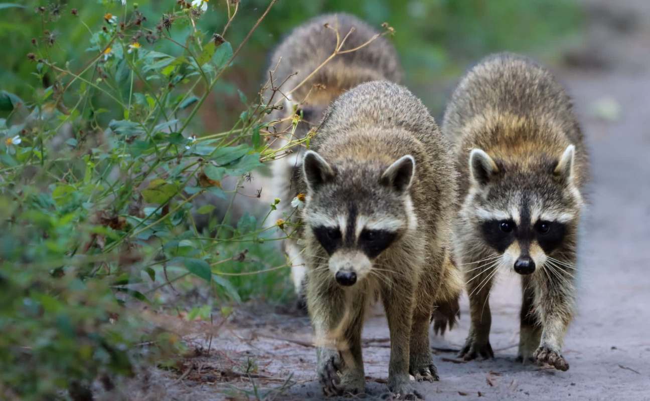 Raccoons.
