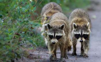 Raccoons.