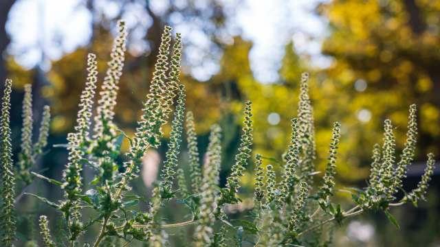 Tall green plants with slender stems and small clusters of leaves in a blurred natural background.