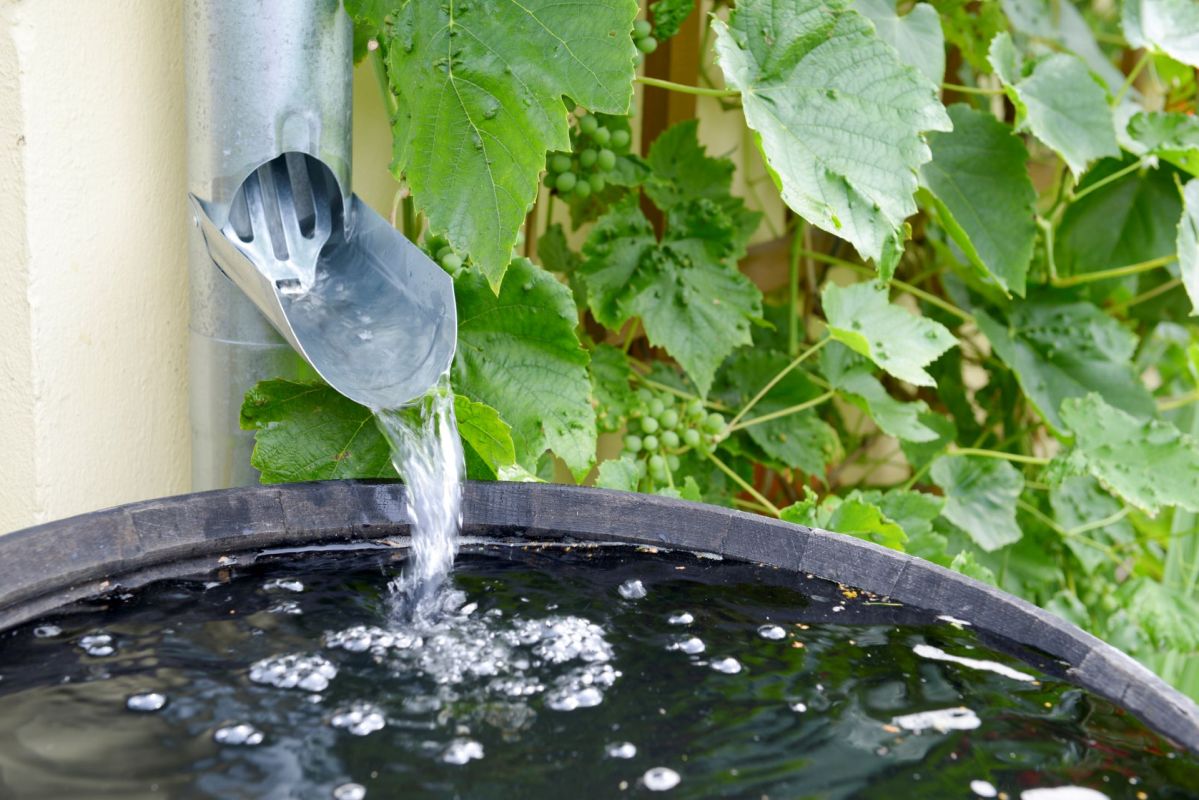 A rain barrel.