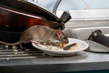 A rat on a plate.