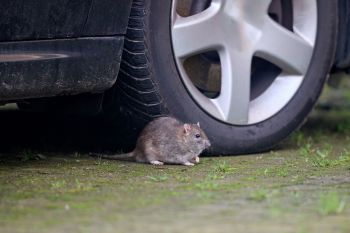 A rat is seen on the ground near a car tire.