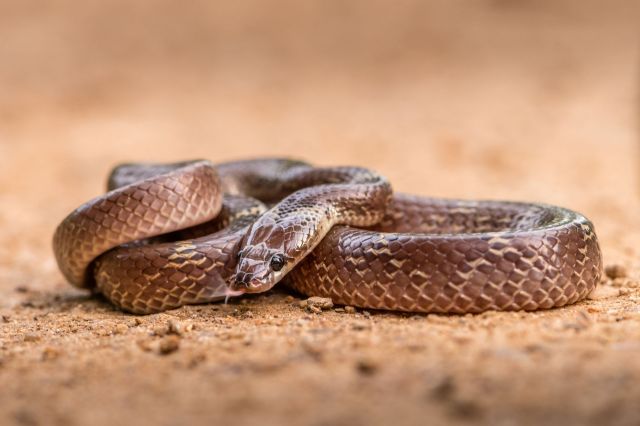 A rat snake.