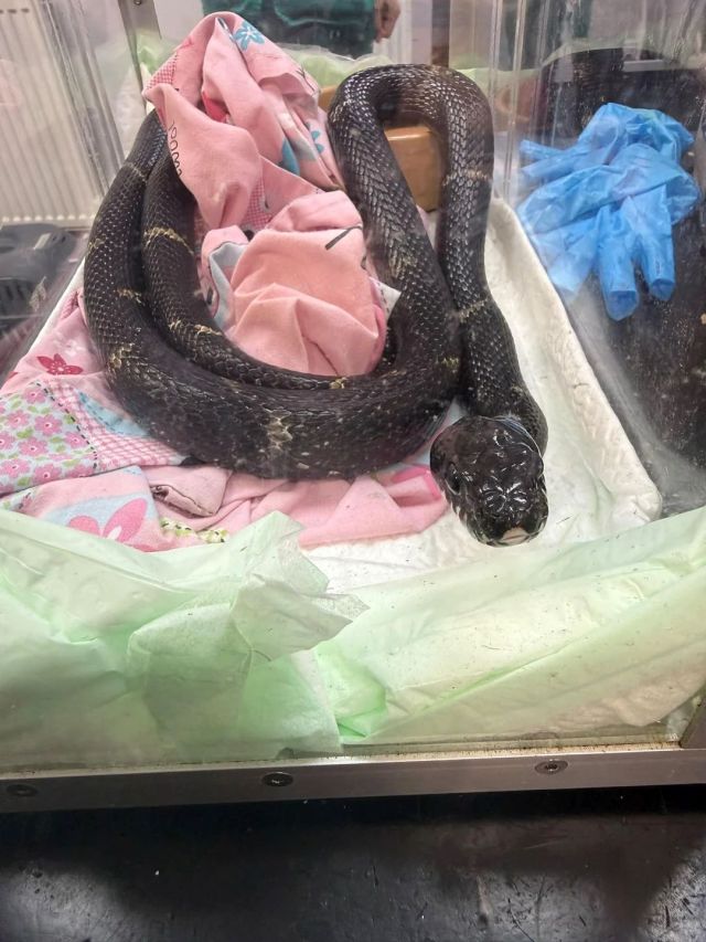 A Russian rat snake.