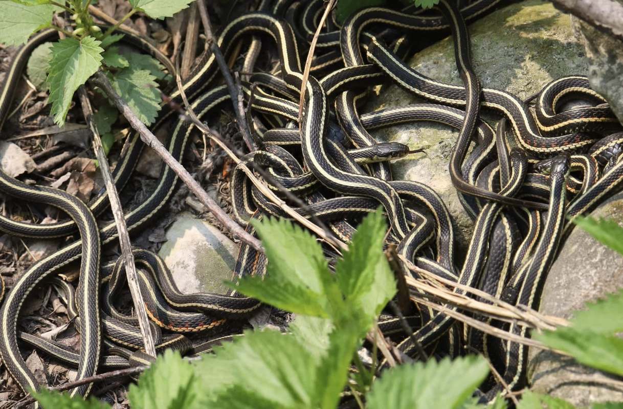 Several red-sided garter snakes are intertwined on the ground among leaves and stones.