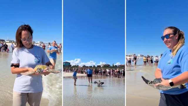 In Florida, six rehabbed sea turtles and a pelican returned to the wild, though one washed back ashore