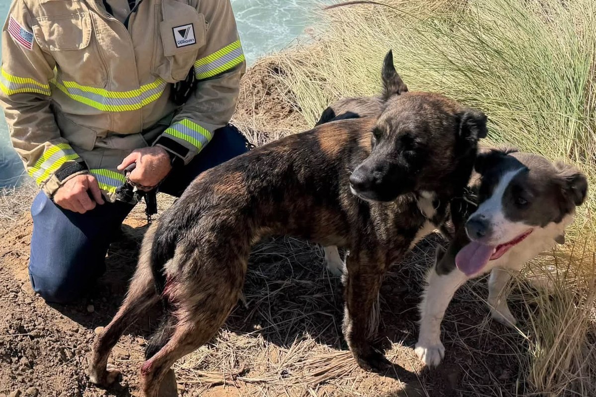A person in a firefighter outfit kneels beside two dogs near a grassy area by the water.