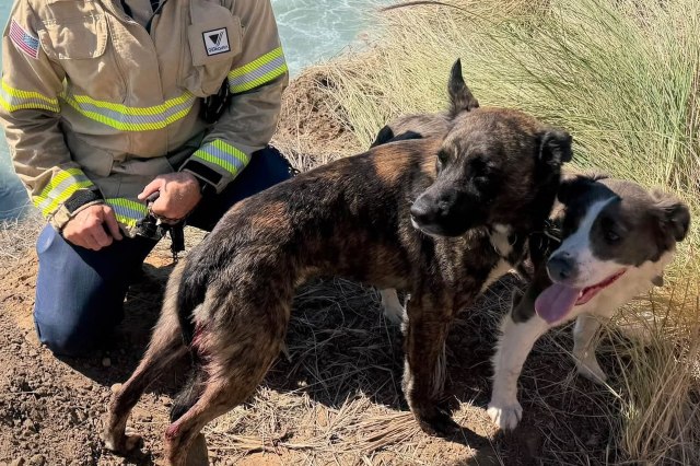 California crews scaled a rocky shore after a van crash left one dog stranded in the surf