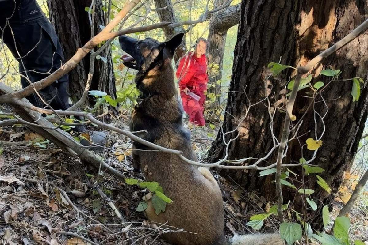 A dog sits among trees and underbrush while a person in red stands nearby.