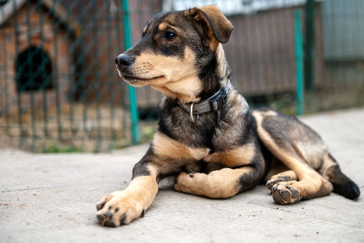 A rescue dog in a shelter.