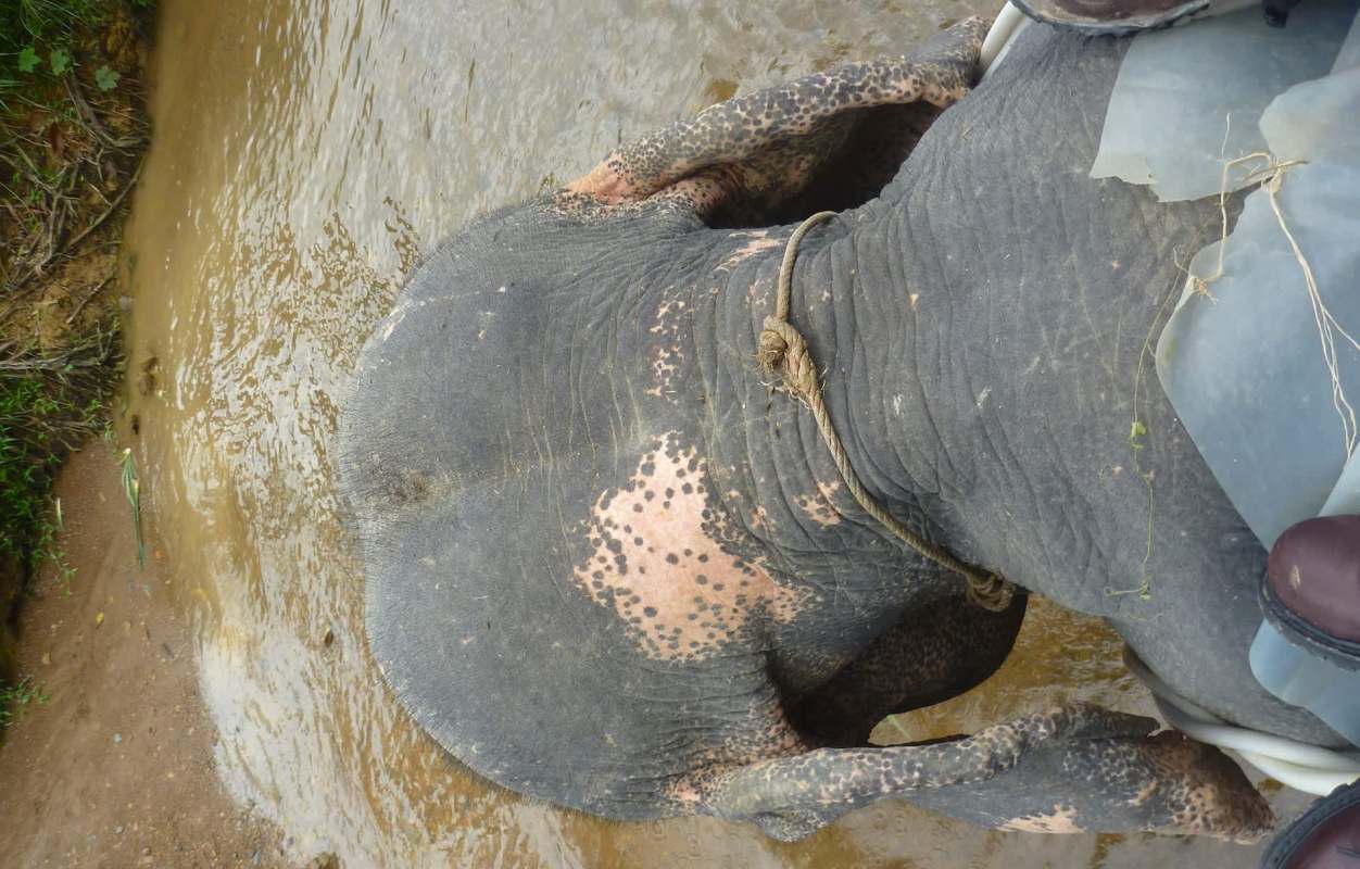 An elephant with a rope around it stands in shallow water, with a person riding on its back.