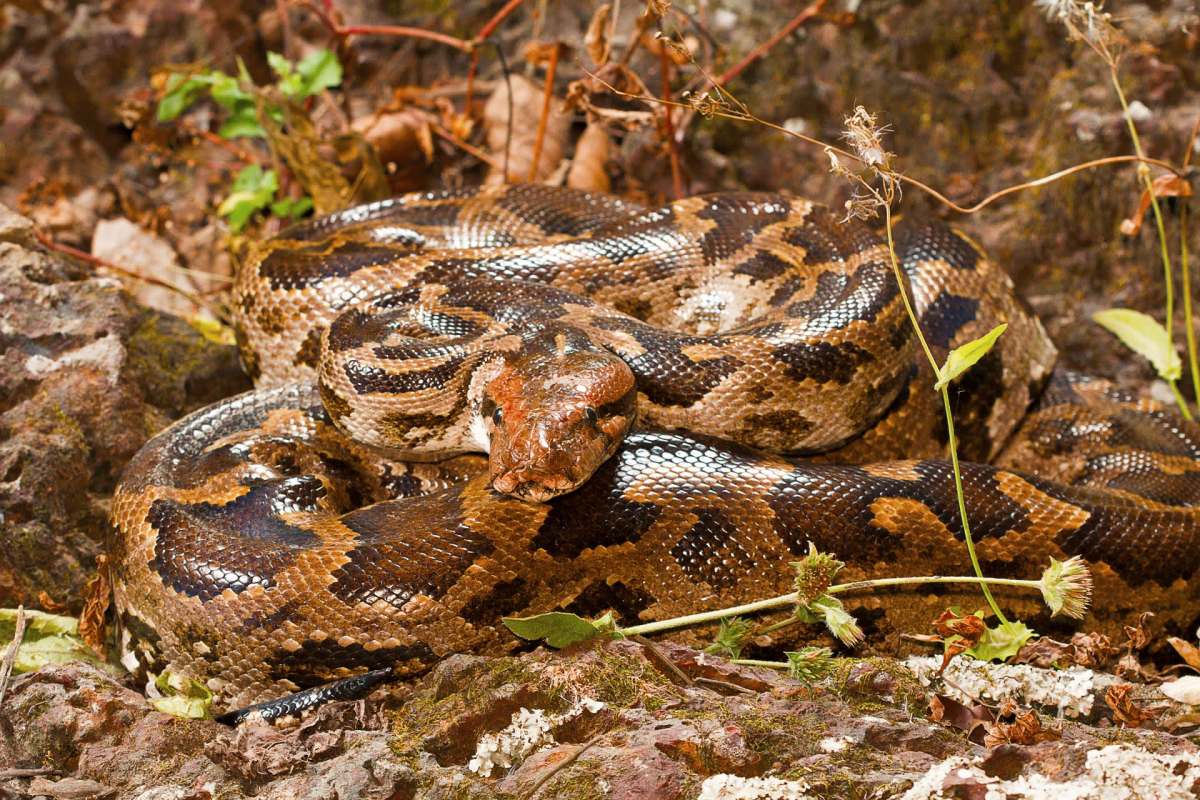 An Indian rock python snake resting on rocks with surrounding greenery.