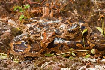 An Indian rock python snake resting on rocks with surrounding greenery.