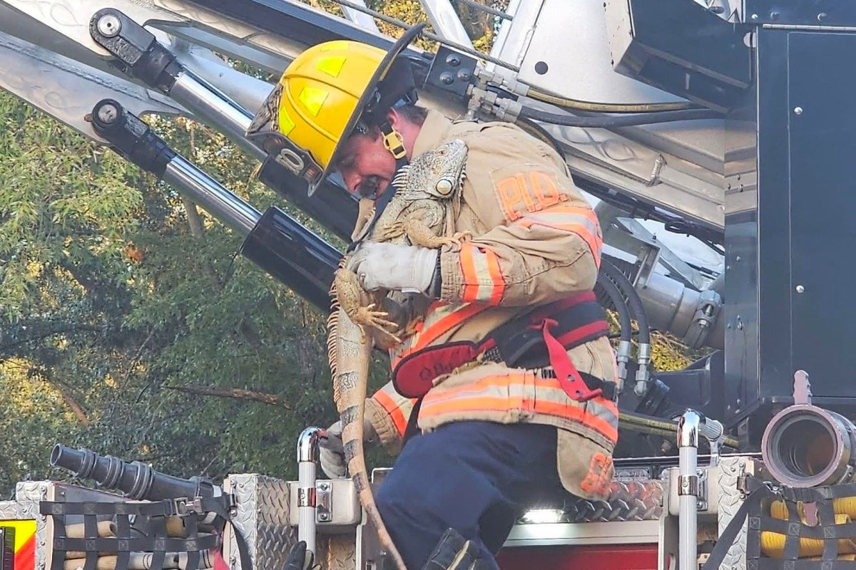 A firefighter holding an iguana.