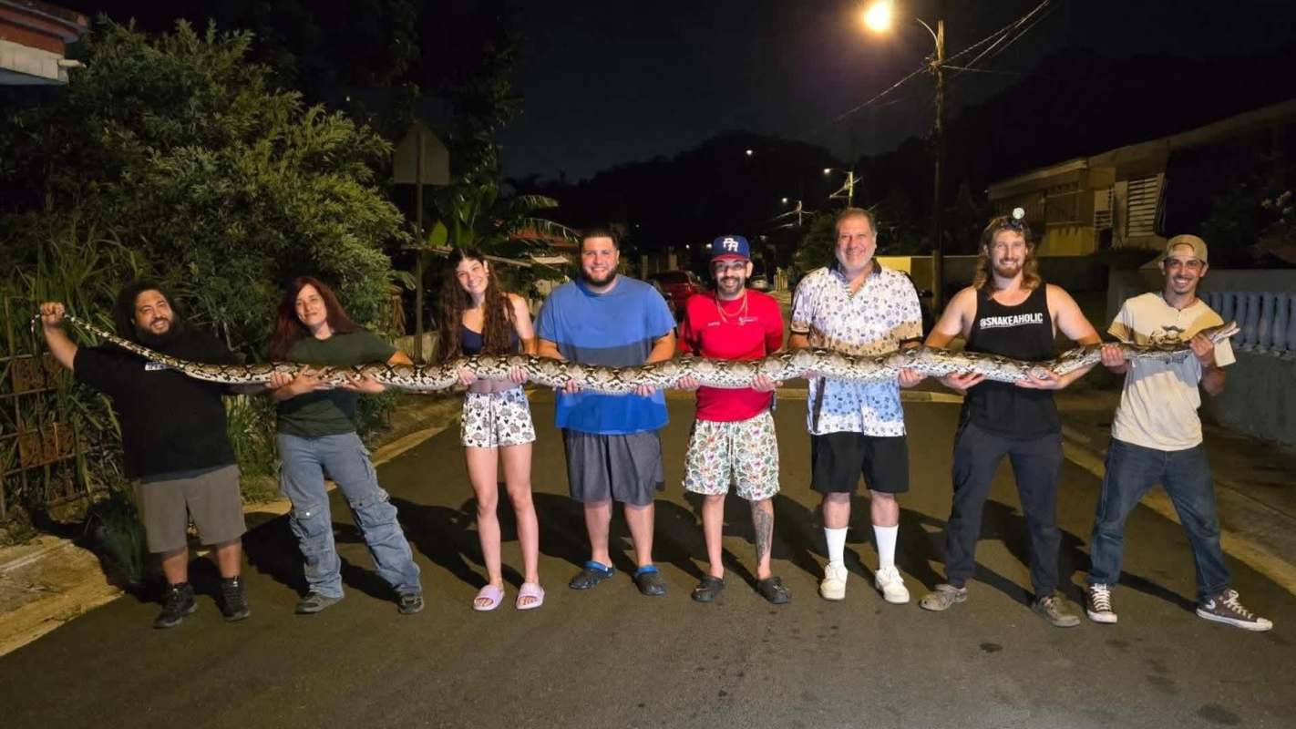 A group of seven people holding a large snake on a street at night.
