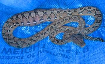 A reticulated python.