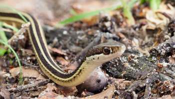 A garter ribbon snake.