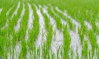 A rice field.