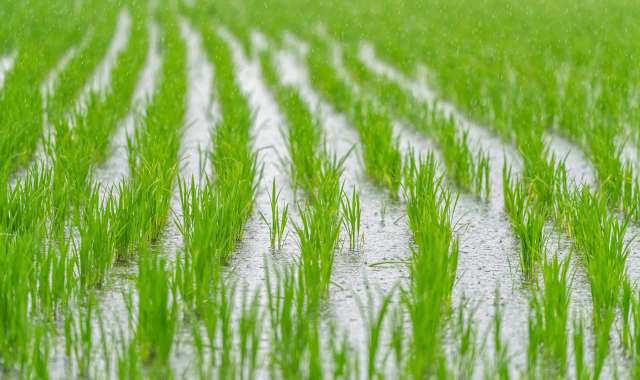 In the Netherlands, trial rice harvest could help slow the country's sinking peatlands
