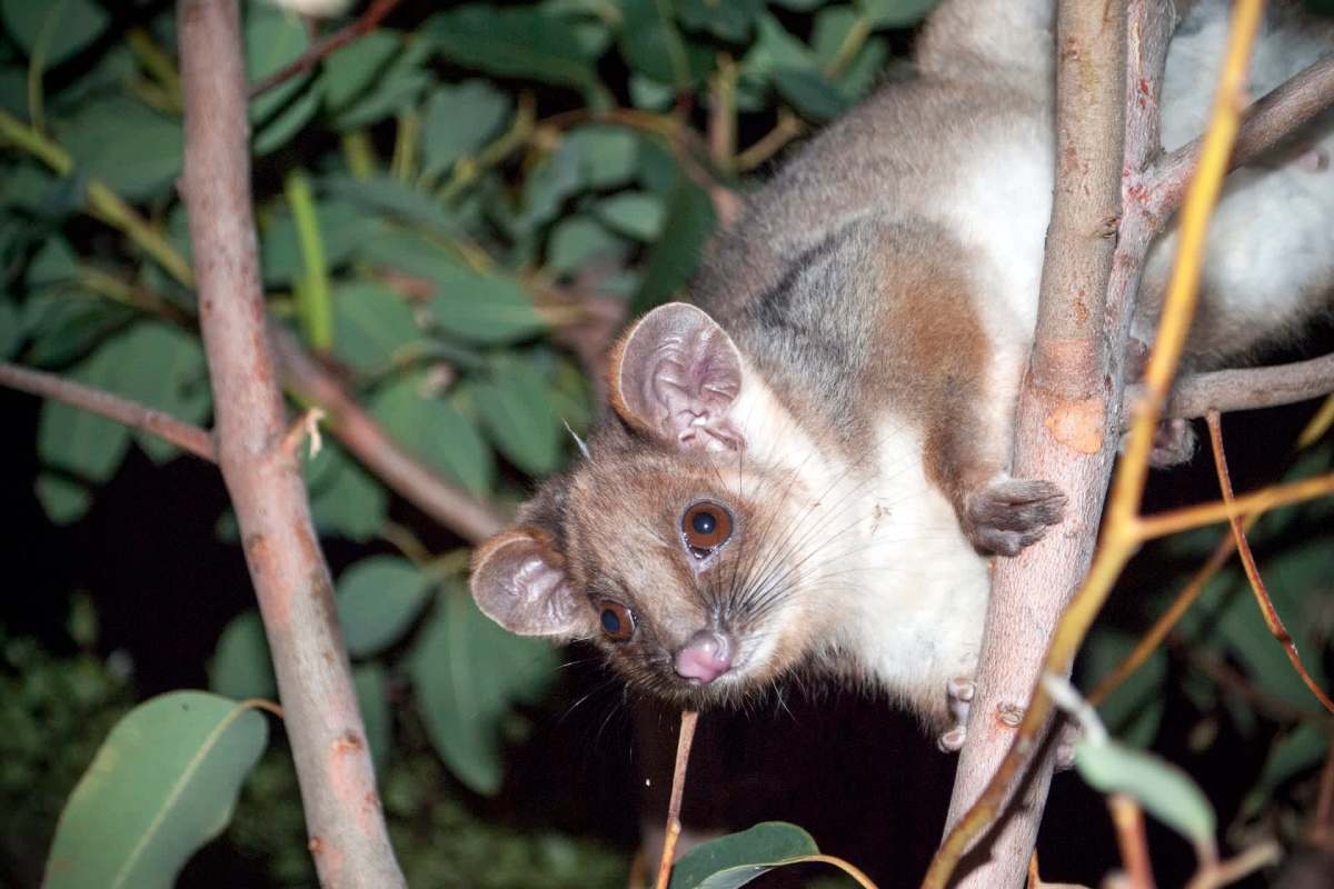 A small marsupial clings to a branch among green leaves at night.