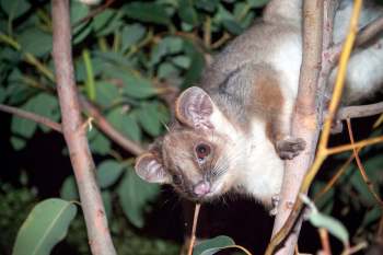 A small marsupial clings to a branch among green leaves at night.
