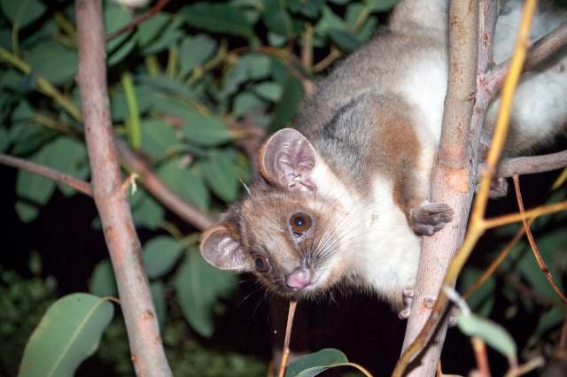 Australian volunteer waits for ringtail joey to fall, then makes a one-handed catch