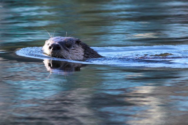 A river otter swims in calm water.