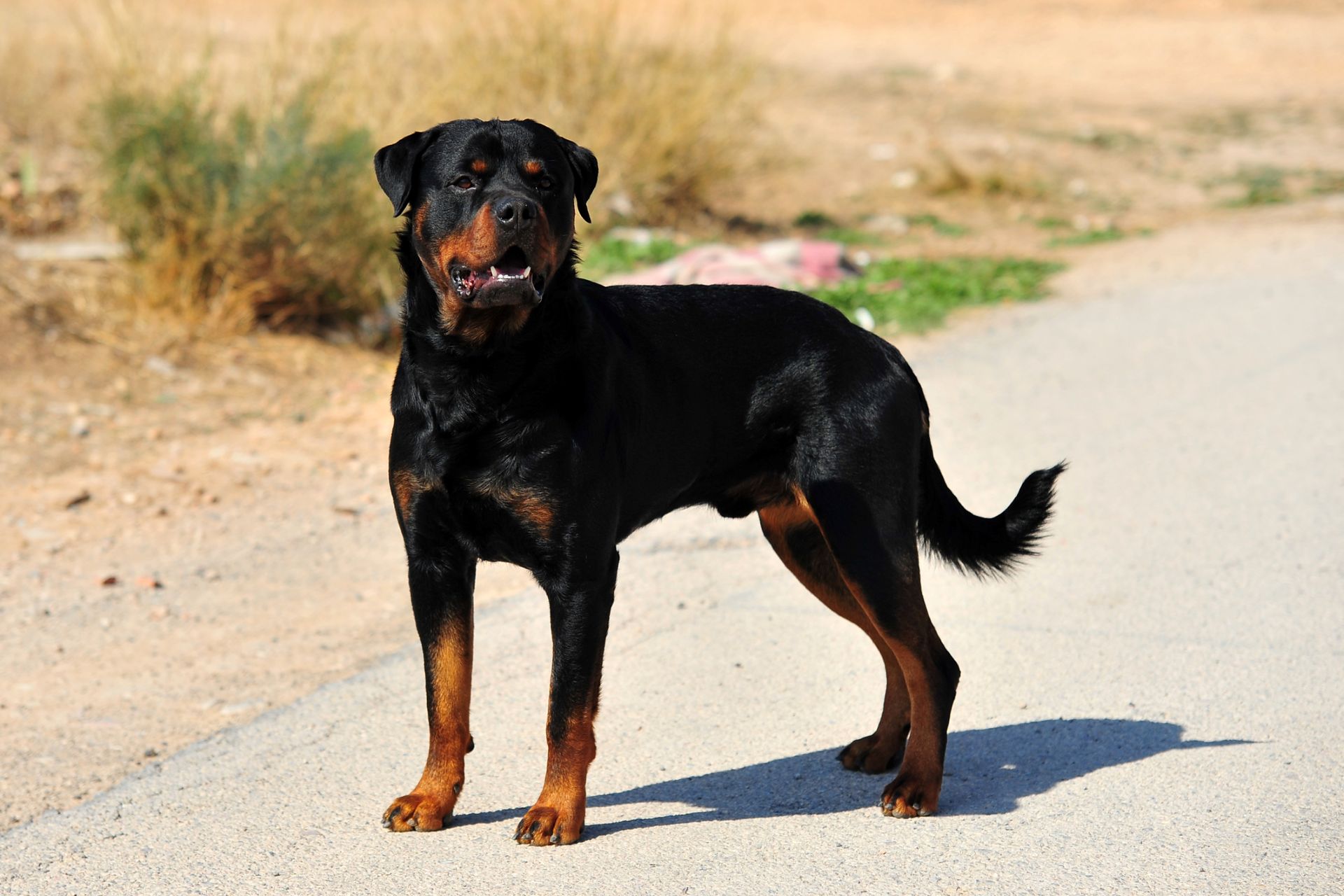 In Australia, family dog stopped car thief after Wi-Fi jammer knocked out cameras