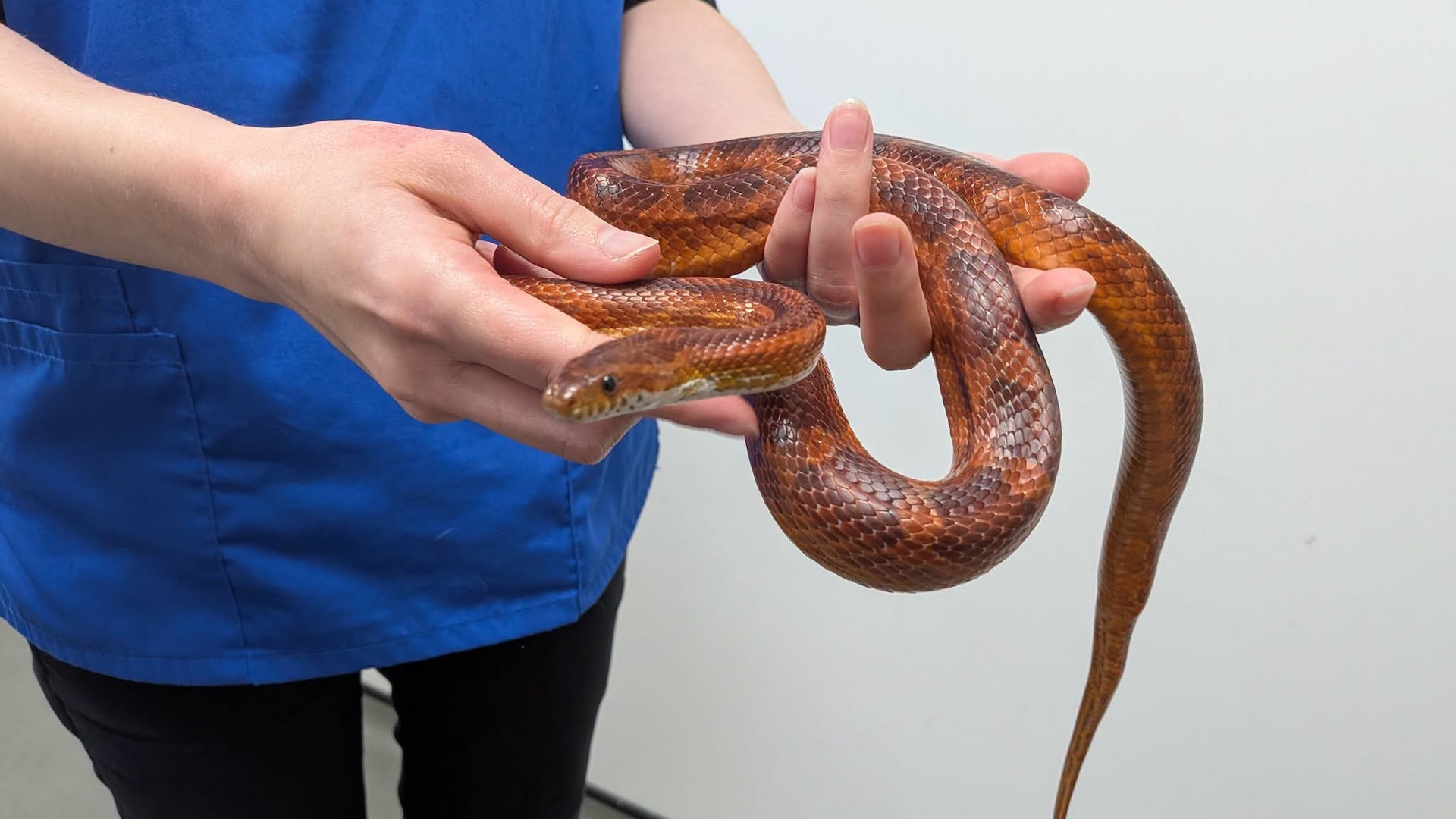Corn snake left 'like a piece of rubbish' near primary school trash