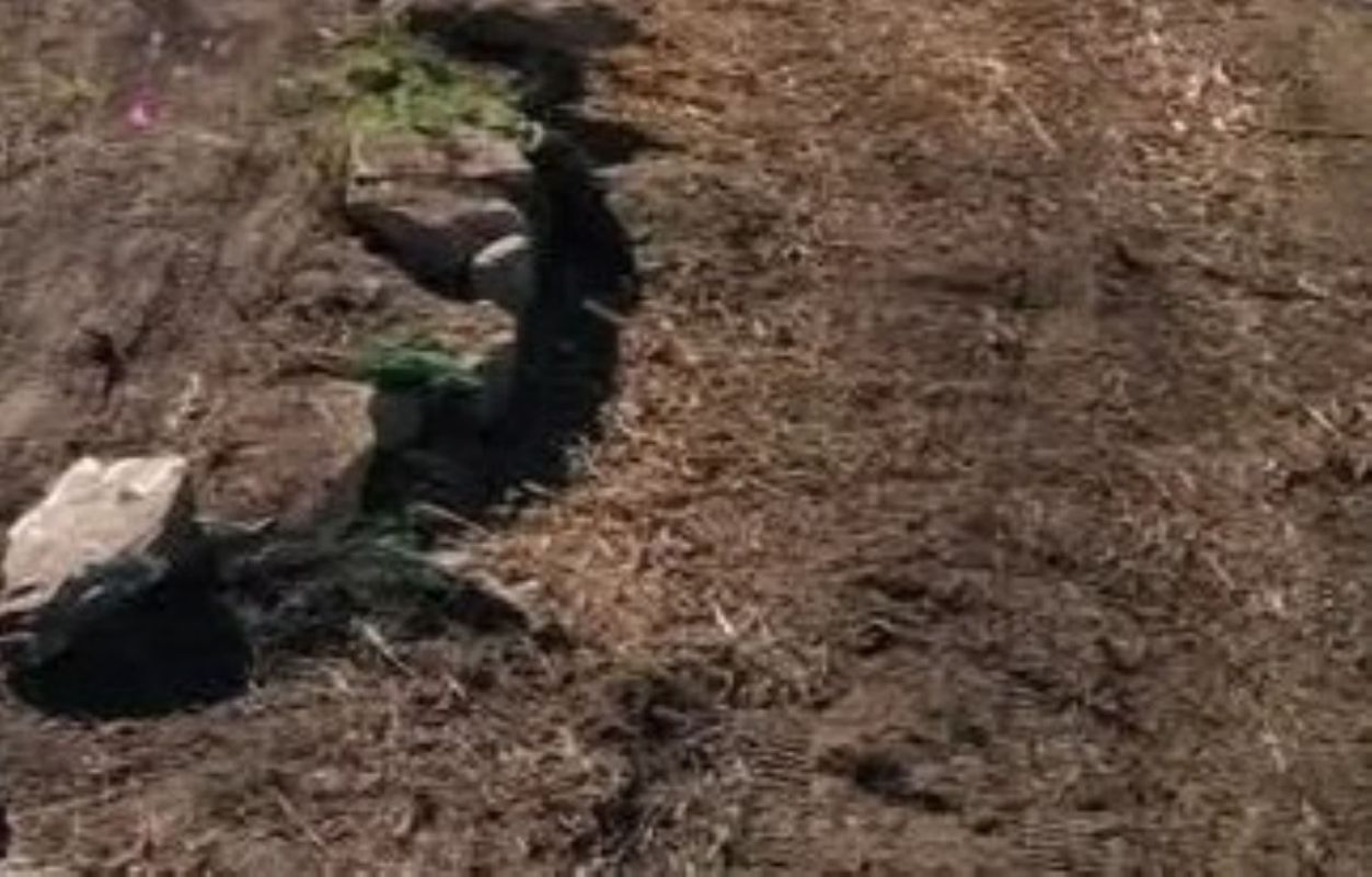 A torn up lawn.
