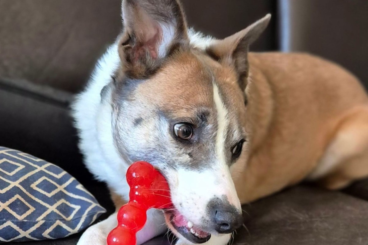 Sadie on a couch with a toy.