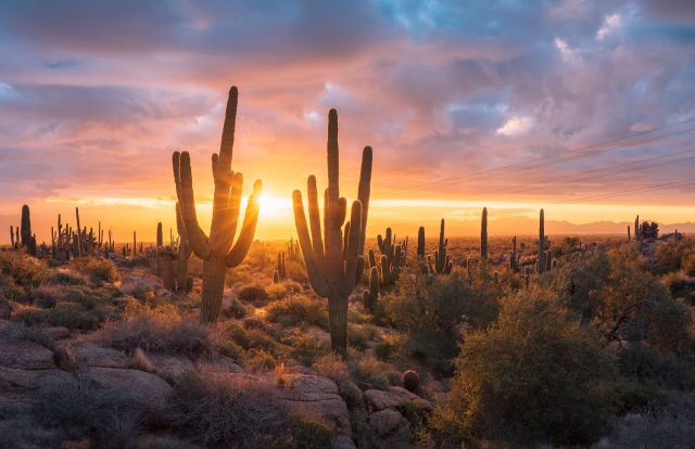 Saguaro cacti in Arizona.