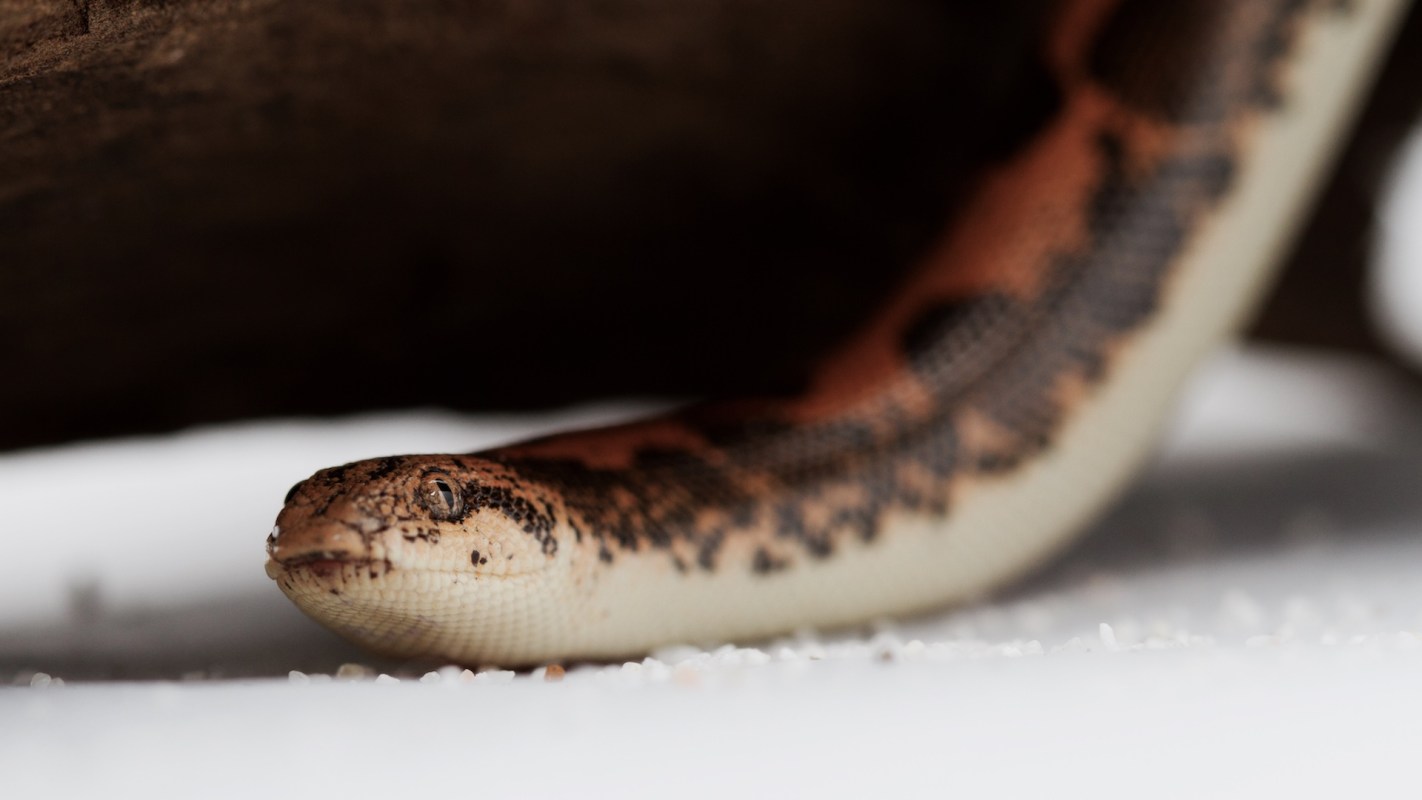 A snake resting on substrate beneath a piece of wood.