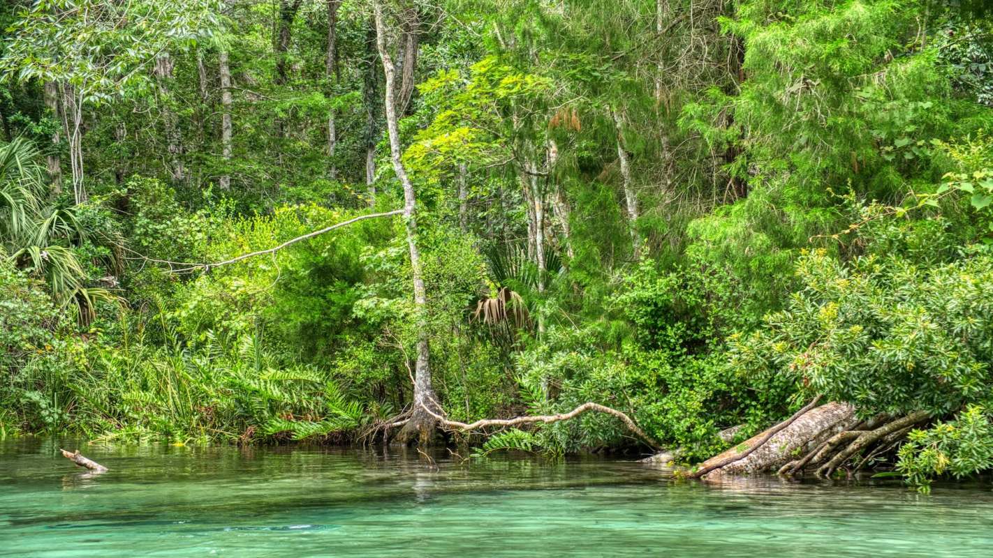 Trees behind a body of water.