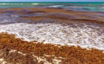 A shoreline covered with brown seaweed and gentle waves lapping at the edge.