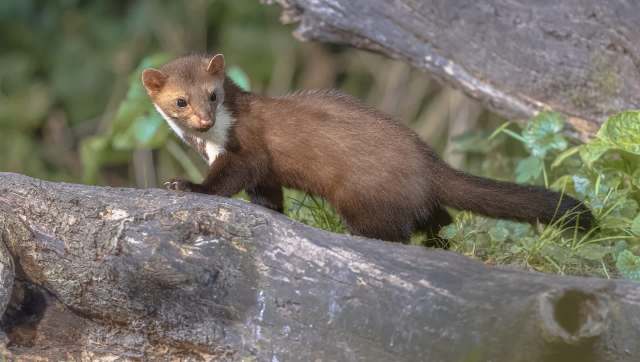 A marten stands on a log surrounded by greenery.