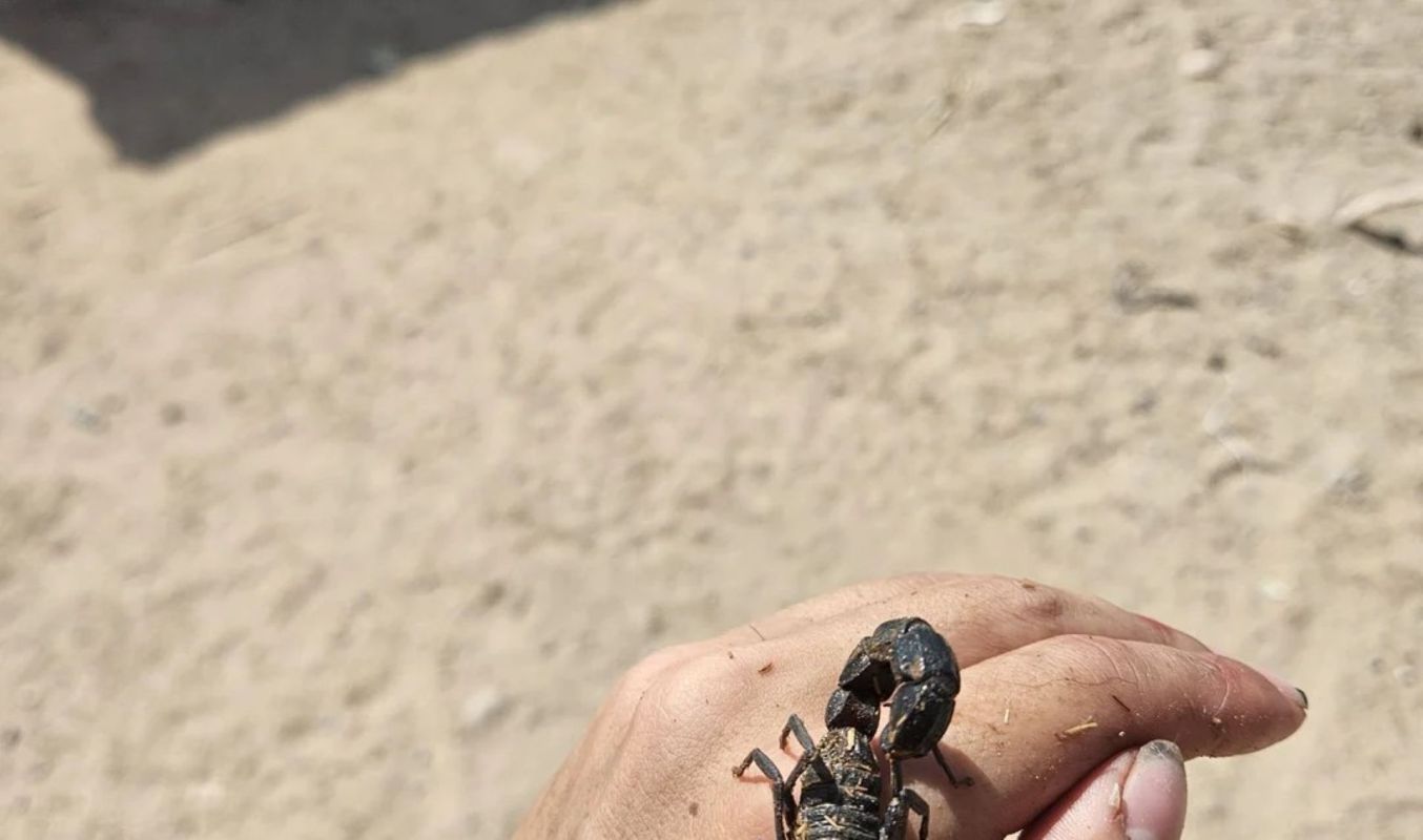 A scorpion on a person's hand.