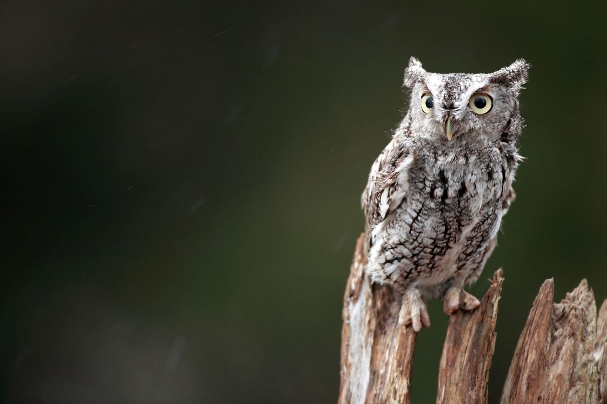 A screech owl perched on a piece of wood.