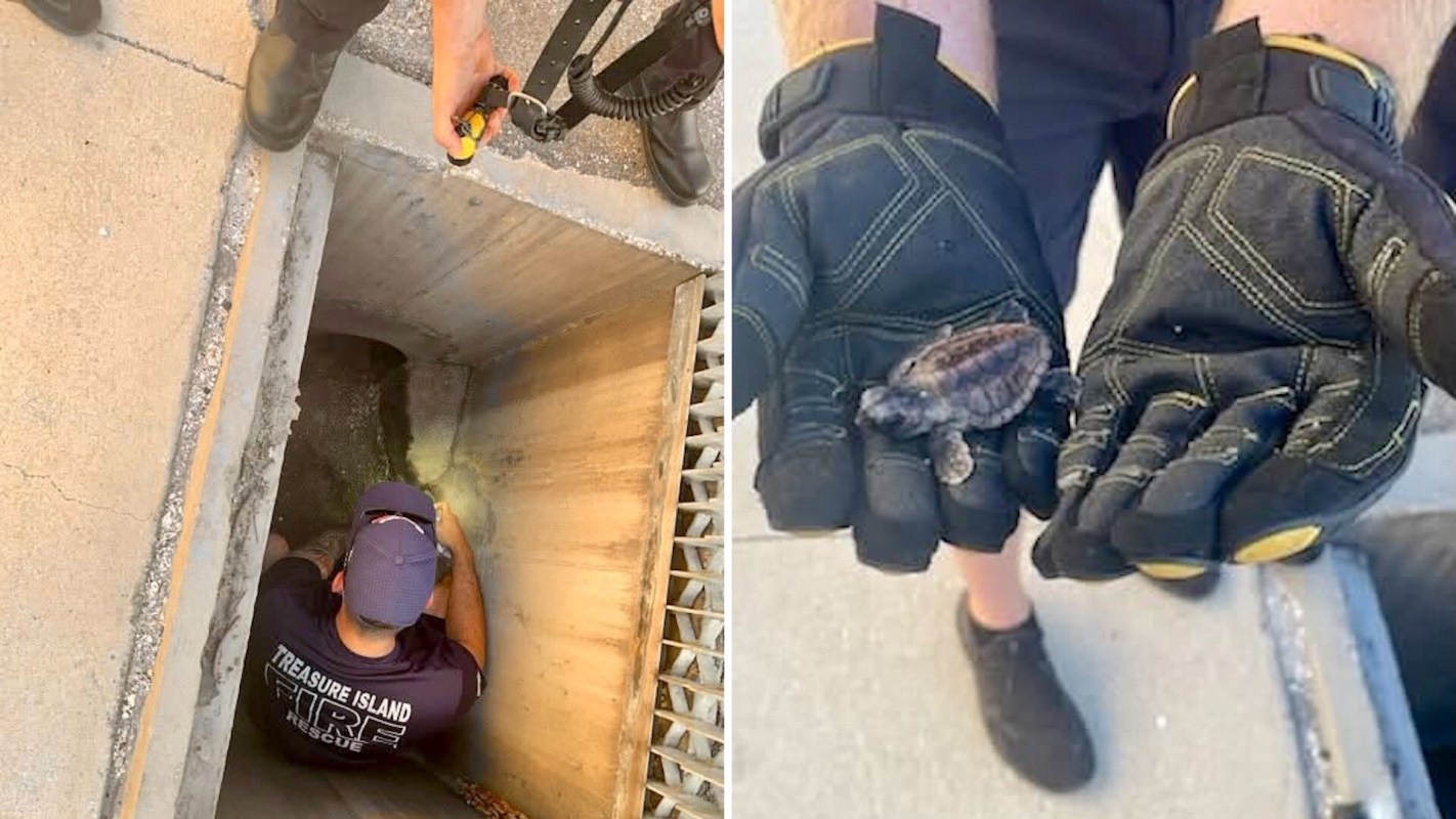 A person retrieves a small turtle from a storm drain while wearing gloves.