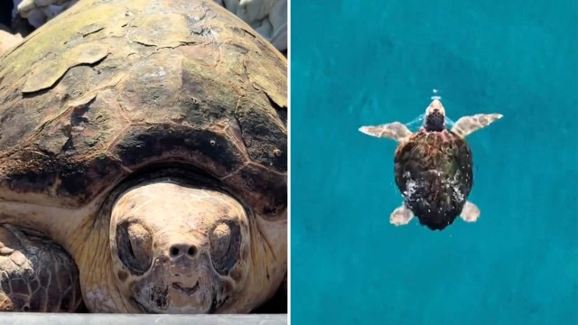 Florida sea turtle Sheldon swims back to the ocean after rescuers find hook in his flipper