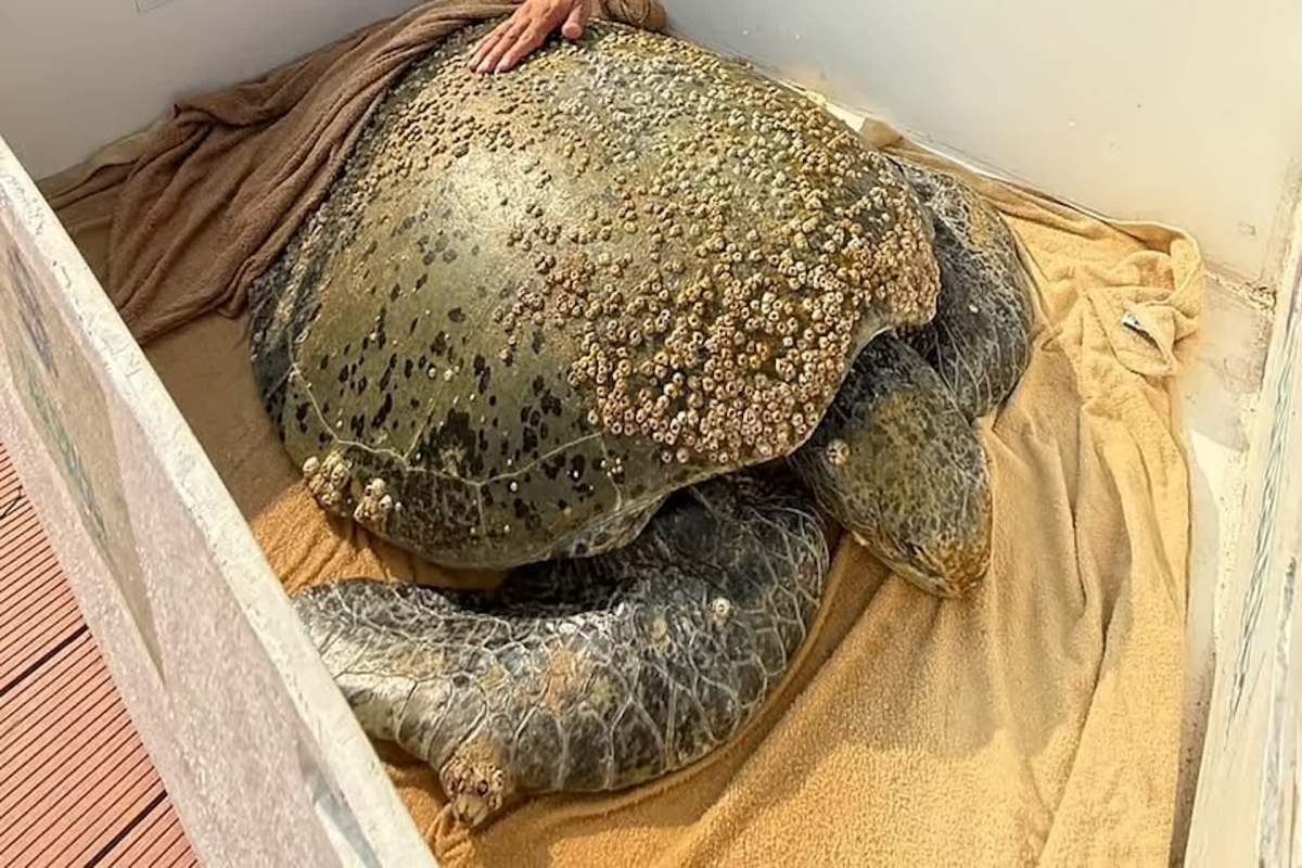A large sea turtle resting on a blanket with barnacles attached to its shell.