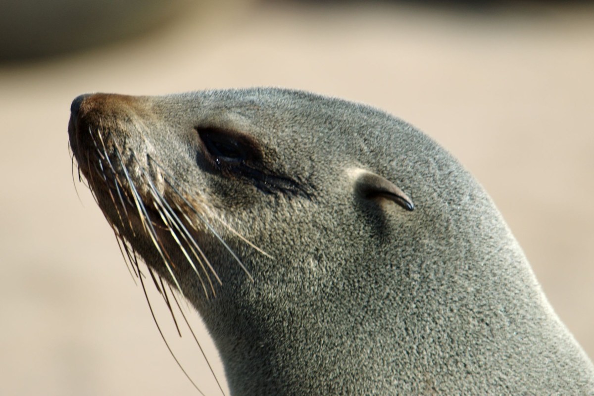 A seal.