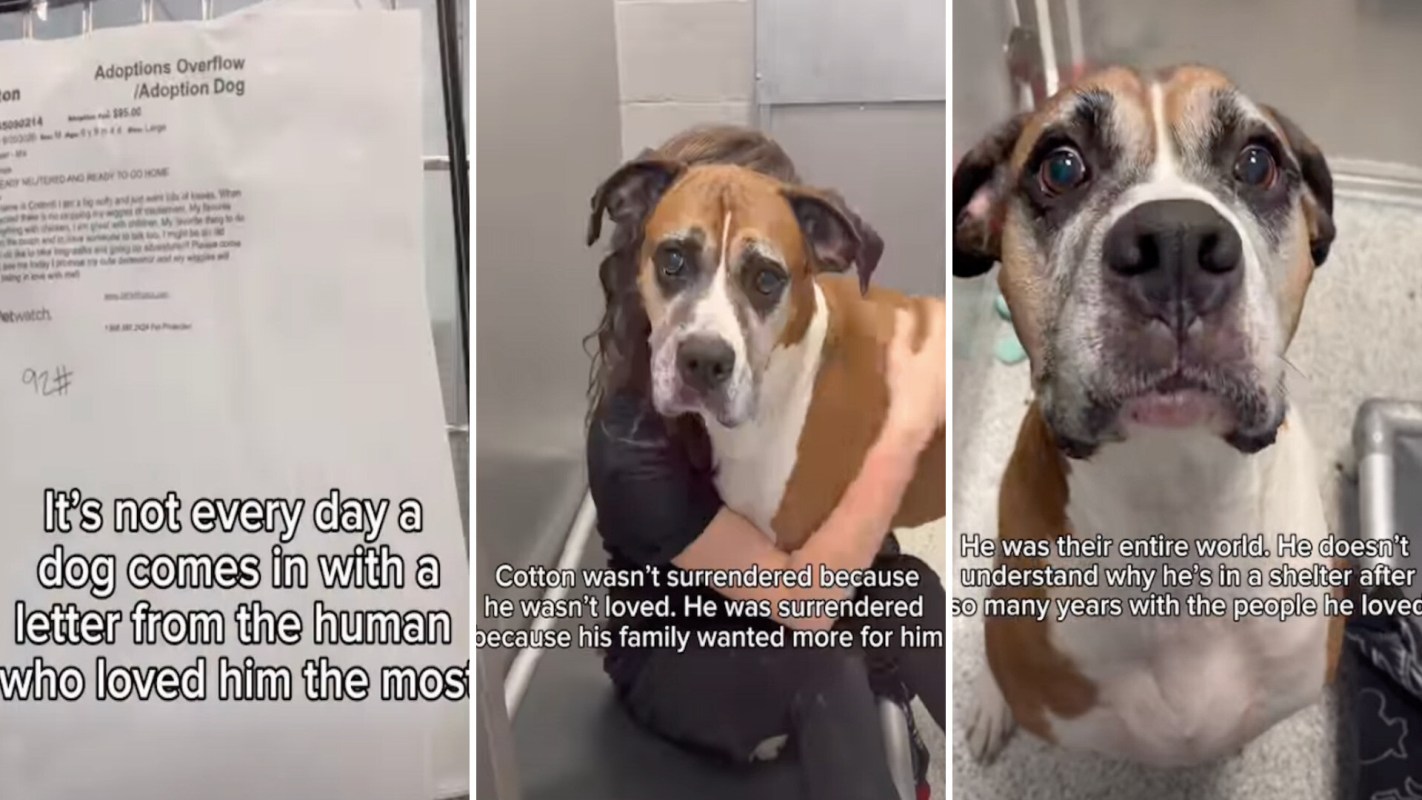 An adoption notice for a dog named Cotton, accompanied by images of Cotton being held by a person in a shelter.