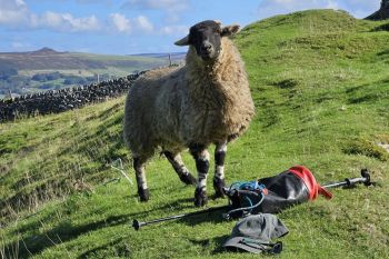 A sheep.