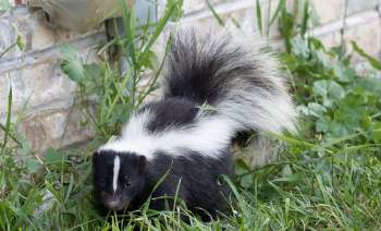 A skunk forages in the grass near a stone wall.