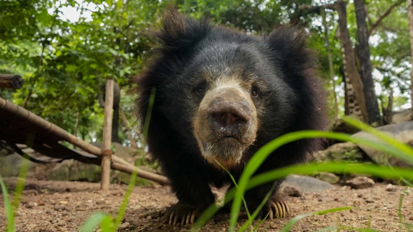 A bear in a natural environment surrounded by greenery and rocks.