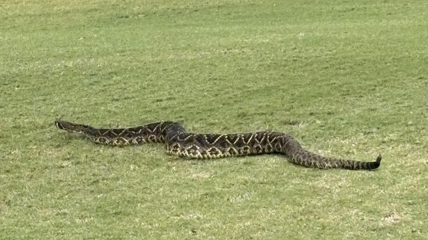 A snake slithering across a grassy field.