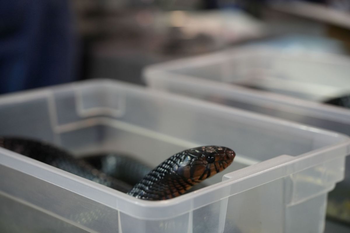 A snake in a plastic container.